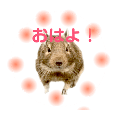 [LINEスタンプ] デグーのふく 日常スタンプ