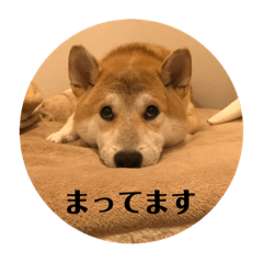 [LINEスタンプ] 人間味あふれる柴犬「紗助」sasuke