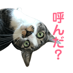 [LINEスタンプ] ももななときどきすず