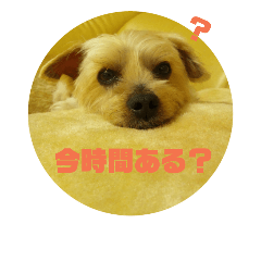 [LINEスタンプ] ヨーキー パル