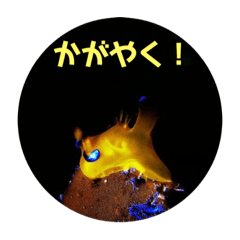 [LINEスタンプ] 海Photo 水玉ver.