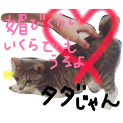 [LINEスタンプ] キジ白コロナ