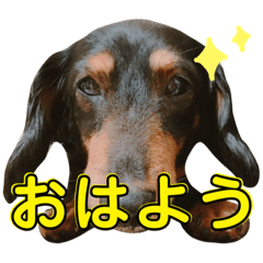 [LINEスタンプ] マルチの姫とダックスの姫