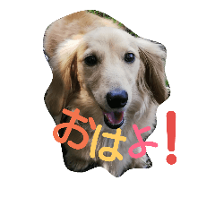 [LINEスタンプ] 激カワ♡ミニチュアダックスフント姉妹