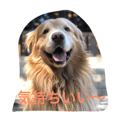 [LINEスタンプ] ゴールデンレトリバー ダッシュ