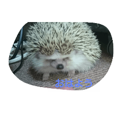 [LINEスタンプ] ハリネズミ  まめ①