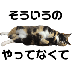 [LINEスタンプ] タビーはねこです2