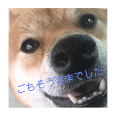 [LINEスタンプ] 琥珀ーーーーっ