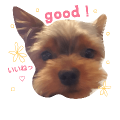 [LINEスタンプ] ちゃーちゃんスタンプ vol.3
