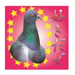 [LINEスタンプ] 〜ハトの告白〜