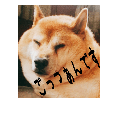 [LINEスタンプ] 柴犬ぶぅ。。