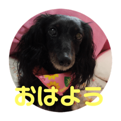 [LINEスタンプ] 愛犬ブラックタン