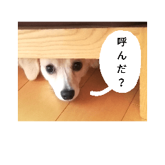 [LINEスタンプ] 日常で使える犬のスタンプ