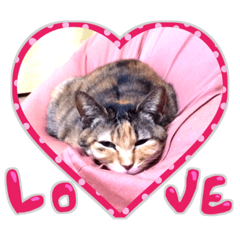 [LINEスタンプ] にゃんズすたんぷ - かわいい猫の家族たち