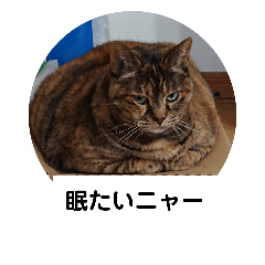 [LINEスタンプ] らなちゃん(RANA)