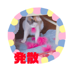[LINEスタンプ] 猫まみれ色々だニャン
