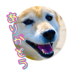 [LINEスタンプ] はなちゃんのスタンプ！