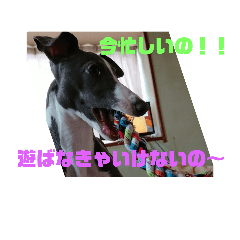 [LINEスタンプ] 我が家の愛犬カイト
