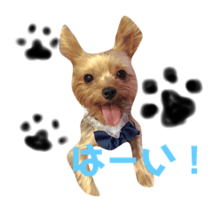 [LINEスタンプ] くーちゃんの毎日スタンプ