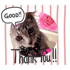 [LINEスタンプ] さむくんスタンプ