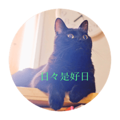 [LINEスタンプ] 黒猫の空がご挨拶