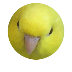 [LINEスタンプ] サザナインコのぴっぴ