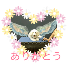 [LINEスタンプ] トイプードル・マロンちゃん