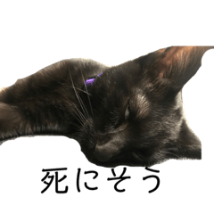 [LINEスタンプ] 家猫ぶすかわ