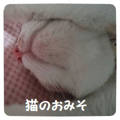 [LINEスタンプ] 日本猫 おみそ
