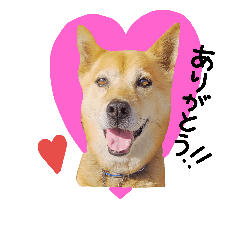 [LINEスタンプ] わんちゃんズ！！
