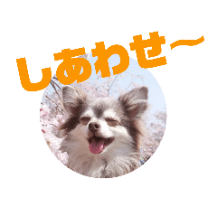 [LINEスタンプ] チワワのチョコ／日常会話