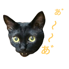 [LINEスタンプ] 黒猫はる