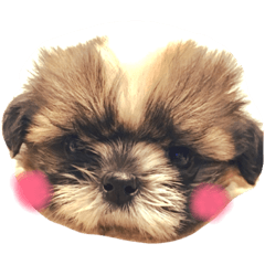 [LINEスタンプ] シーズーのパルミ。ときどき亀とうさぎ。