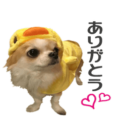 [LINEスタンプ] 祝チワワのプリン