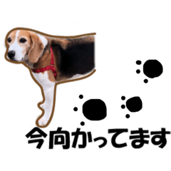 [LINEスタンプ] ビーグル犬［チャビ］の一日