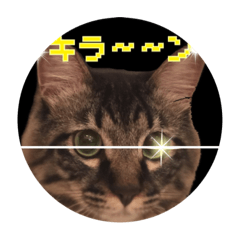[LINEスタンプ] 金ちゃん✨2