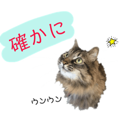 [LINEスタンプ] ねこねこボーイズ