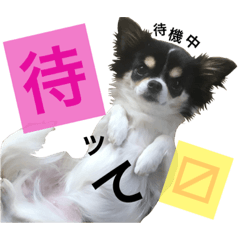 [LINEスタンプ] チワワ犬のリロちゃん