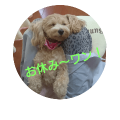 [LINEスタンプ] 可愛い子犬のスタンプ24