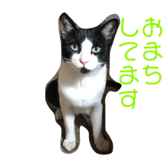 [LINEスタンプ] 猫まみれ色々