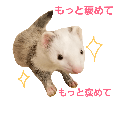 [LINEスタンプ] フェレット（イタチ）のん太とひゃっ吉2