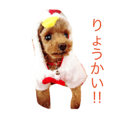 [LINEスタンプ] コムコムstyle