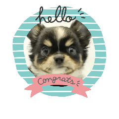 [LINEスタンプ] チワワのまろろん