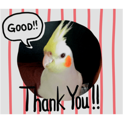[LINEスタンプ] オカメインコのムーン
