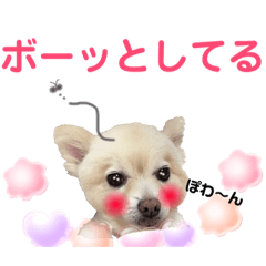 [LINEスタンプ] でぶらにあんアイニィの画像（メイン）