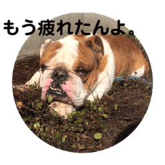 [LINEスタンプ] ブサ可愛のブルの日常。