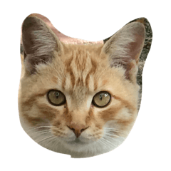 [LINEスタンプ] ネコのティー君