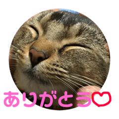 [LINEスタンプ] 我が家のアイドルネコ♫くーちゃん