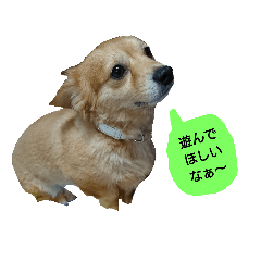 [LINEスタンプ] ここちゃんの日常(多目的バージョン)