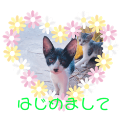 [LINEスタンプ] 猫まみれ色々02